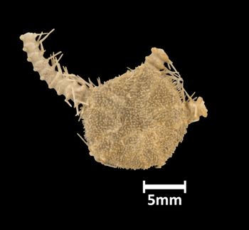 Media type: image;   Invertebrate Zoology OPH-1936 Aspect: dorsal